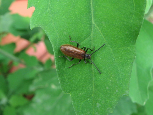 Tenebrionidae??? - Lagria hirta